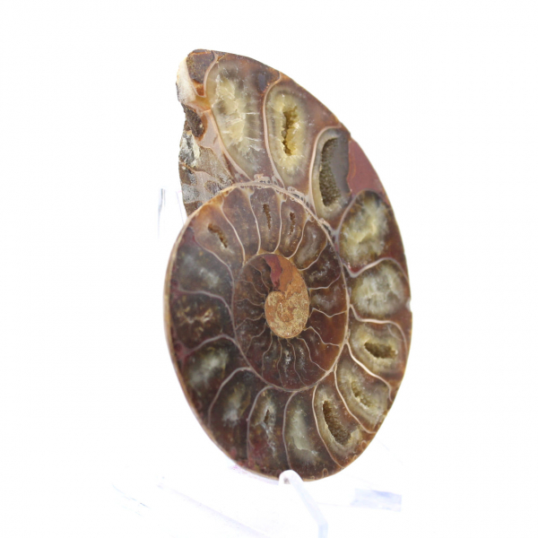 Esemplare di ammonite: la spirale del Madagascar