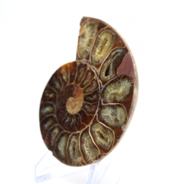 Esemplare di ammonite: la spirale del Madagascar