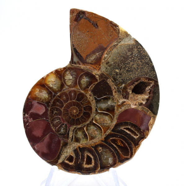 Ammonite di Mahajanga: dualità e tradizione