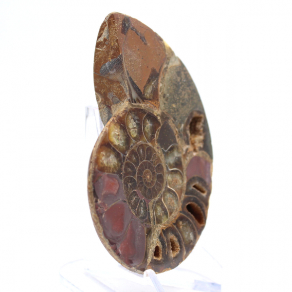 Ammonite di Mahajanga: dualità e tradizione
