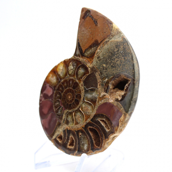 Ammonite di Mahajanga: dualità e tradizione