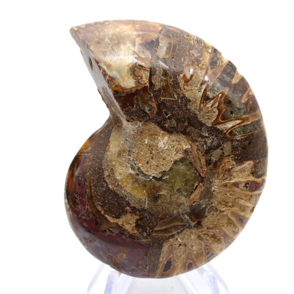 Ammonite fossilizzata: esemplare minerale proveniente dal Madagascar