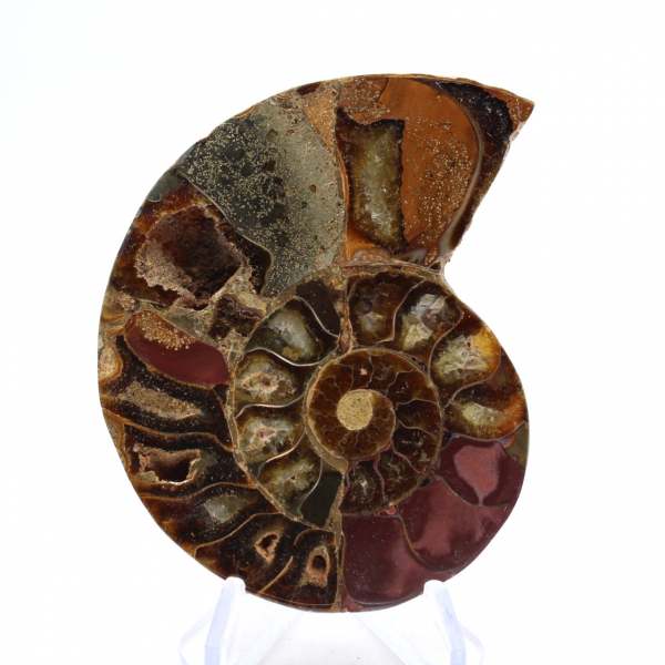 Ammonite fossilizzata: esemplare minerale proveniente dal Madagascar