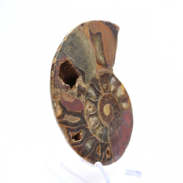 Ammonite fossilizzata: esemplare minerale proveniente dal Madagascar