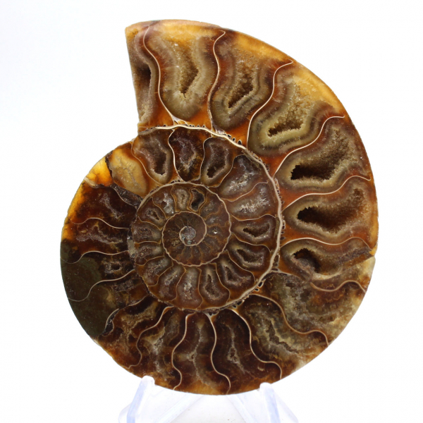 Ammonite di grandi dimensioni del Madagascar: forza naturale