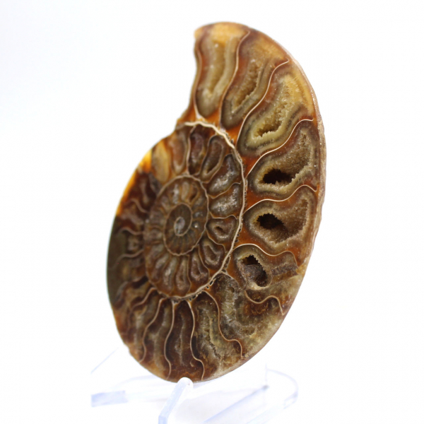 Ammonite di grandi dimensioni del Madagascar: forza naturale