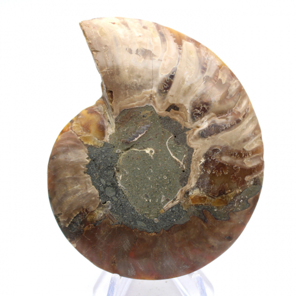 Ammonite levigata: geometria marina del Madagascar