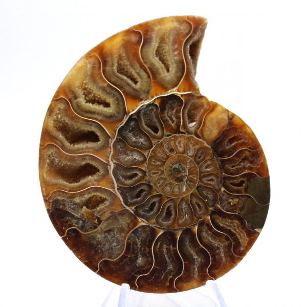 Ammonite levigata: geometria marina del Madagascar