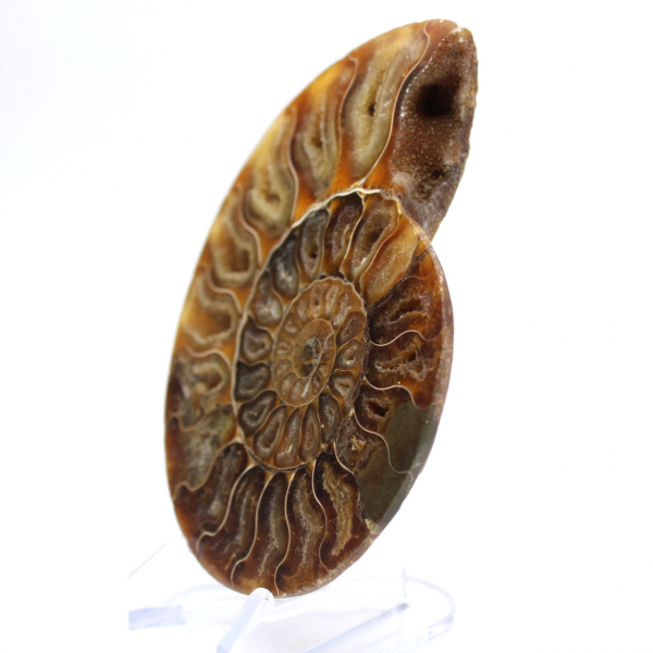 Ammonite levigata: geometria marina del Madagascar