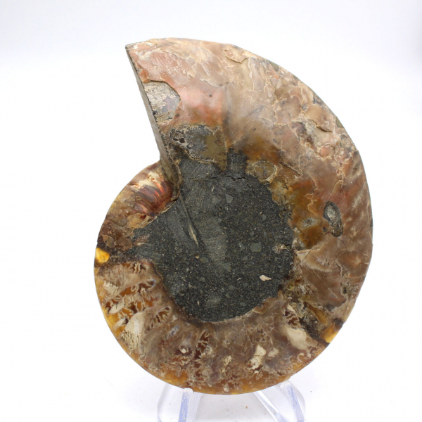 Impressionante ammonite del Madagascar: purezza fossile