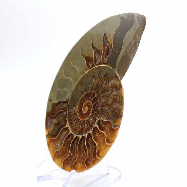 Impressionante ammonite del Madagascar: purezza fossile
