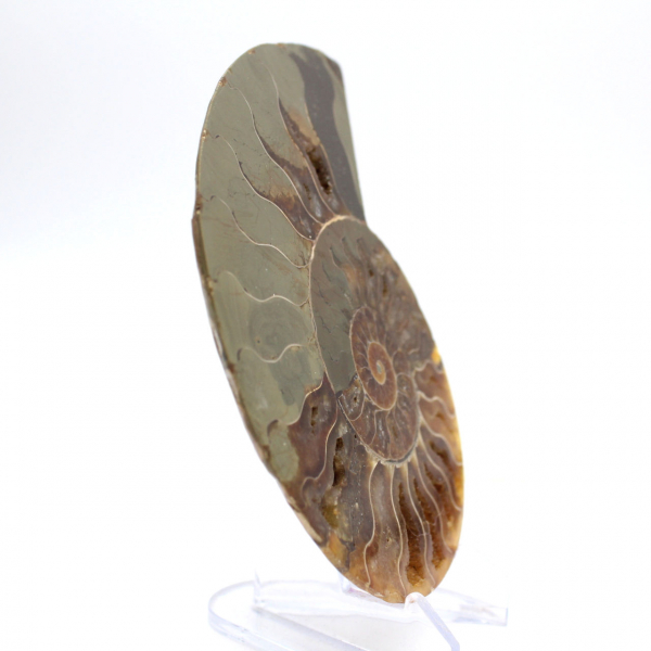 Impressionante ammonite del Madagascar: purezza fossile