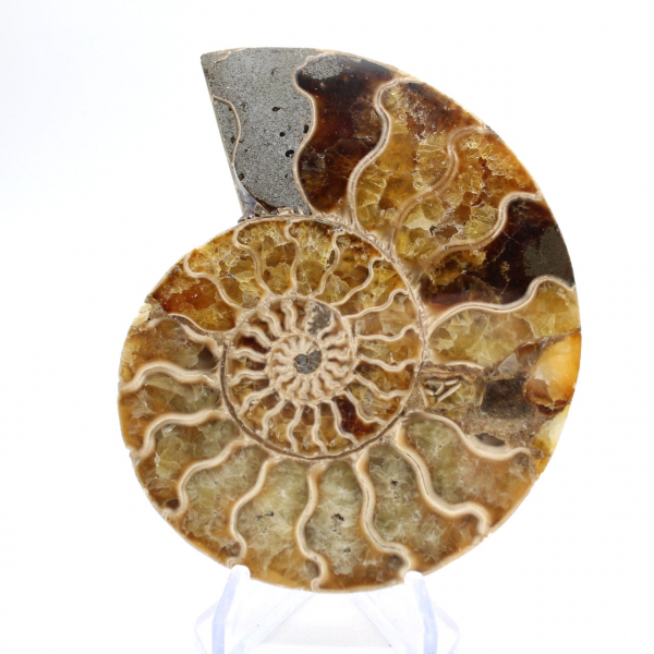 Ammonite del Madagascar: delicatezza e autenticità