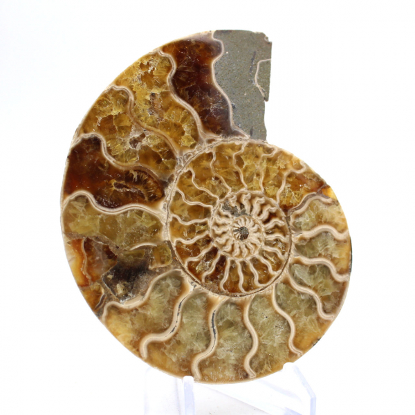 Ammonite fossile di Mahajanga: equilibrio minerale