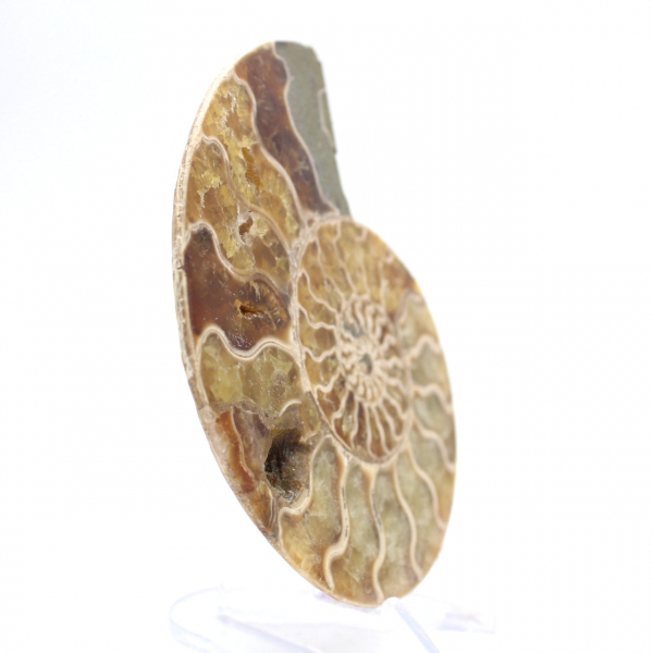 Ammonite fossile di Mahajanga: equilibrio minerale