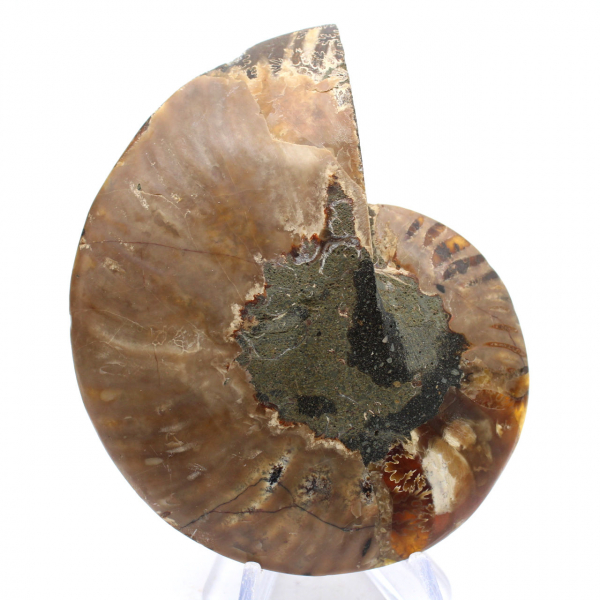 Ammonite del Madagascar: ritmo e sedimentazione