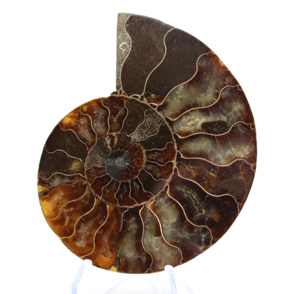 Ammonite del Madagascar: ritmo e sedimentazione