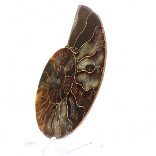 Ammonite del Madagascar: ritmo e sedimentazione