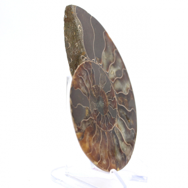 Ammonite del Madagascar: ritmo e sedimentazione