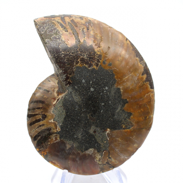 Fossile di ammonite levigata: densità e dettagli