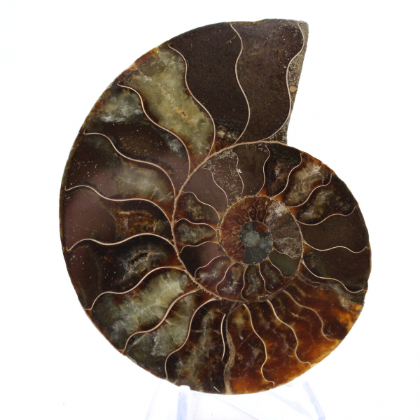 Fossile di ammonite levigata: densità e dettagli