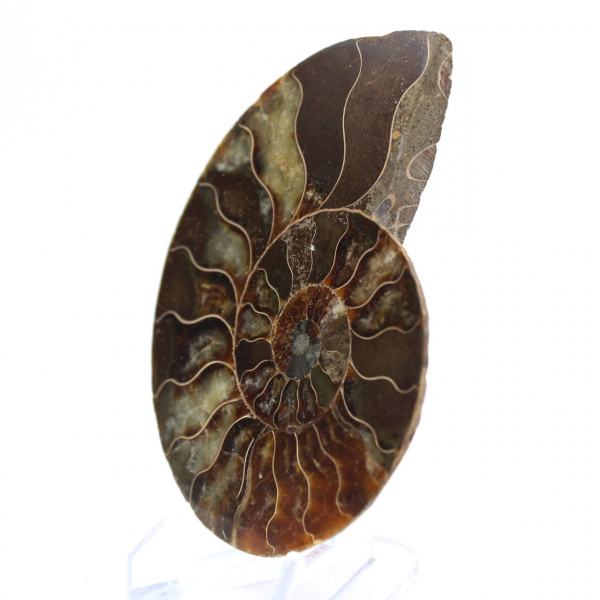 Fossile di ammonite levigata: densità e dettagli