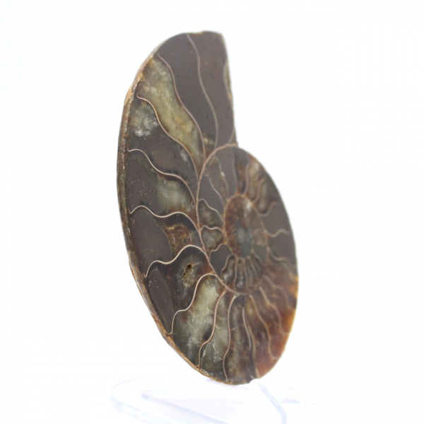 Fossile di ammonite levigata: densità e dettagli