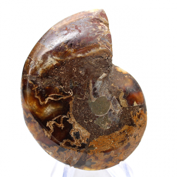 Ammonite del Madagascar: finezza minerale