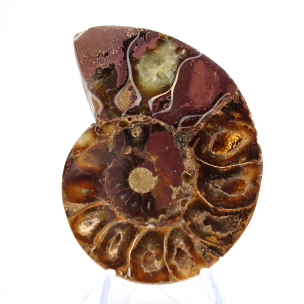 Ammonite del Madagascar: finezza minerale