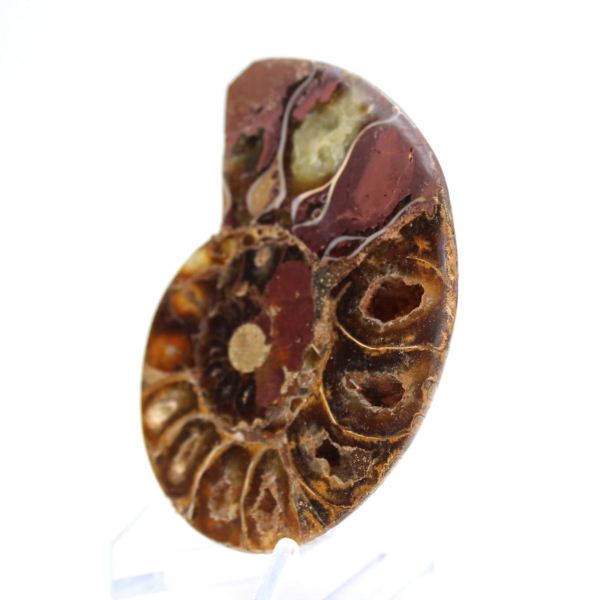 Ammonite del Madagascar: finezza minerale
