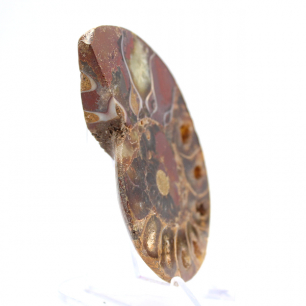 Ammonite del Madagascar: finezza minerale