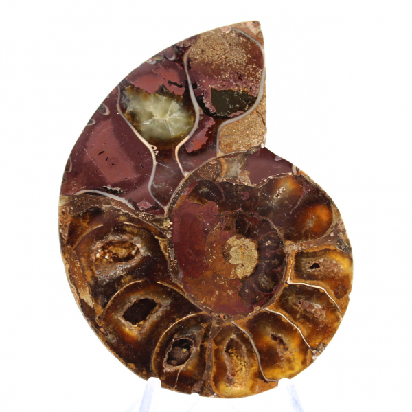 Campione di ammonite: la purezza del Mahajanga