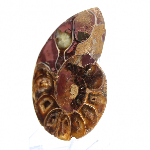 Campione di ammonite: la purezza del Mahajanga