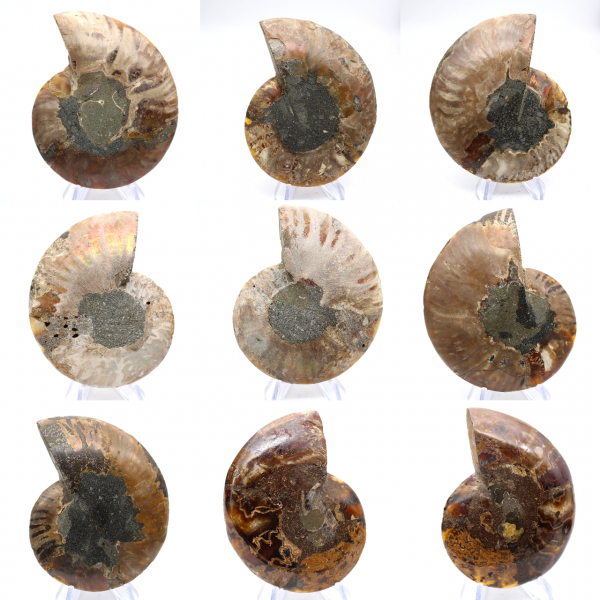 Ammonite levigata: geometria marina del Madagascar