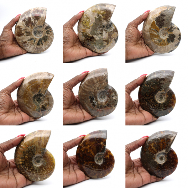 Ammonite fossilizzata lucida