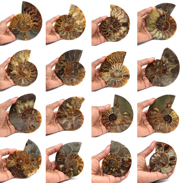 Ammonite fossilizzata lucida