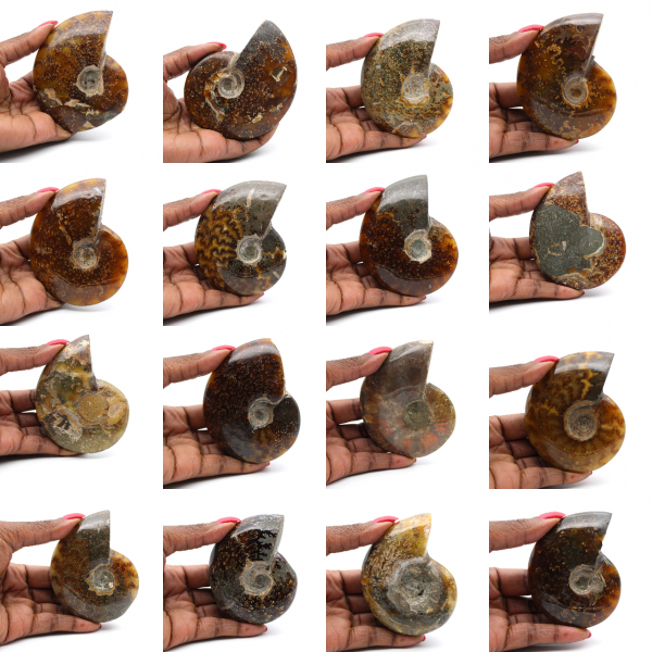 Ammonite intera lucidata del Madagascar
