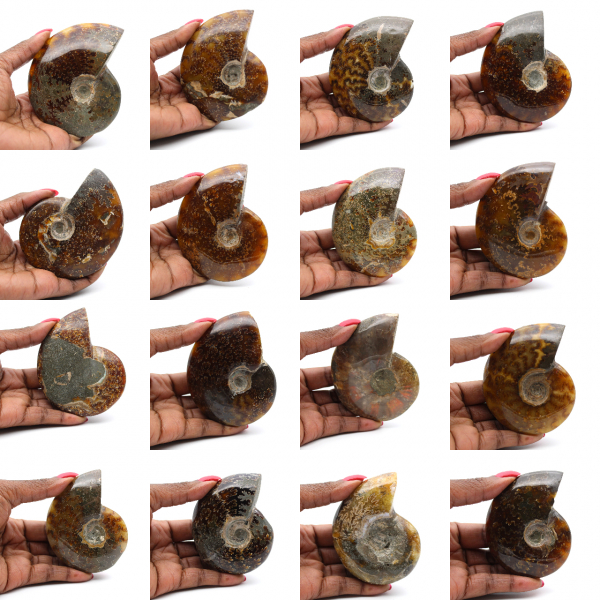 Ammonite intera lucidata del Madagascar
