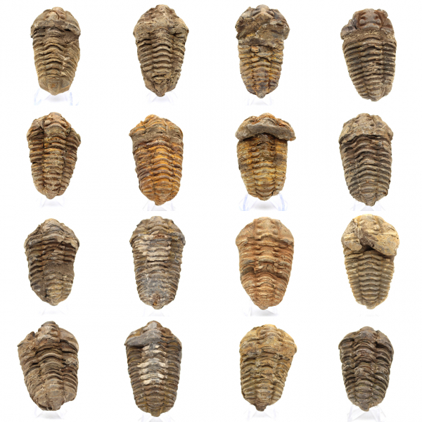 Trilobite Fossile Marocco