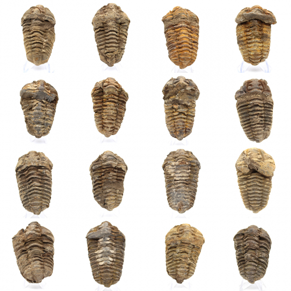 Trilobite Fossile Marocco