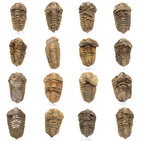Trilobite Fossile Marocco