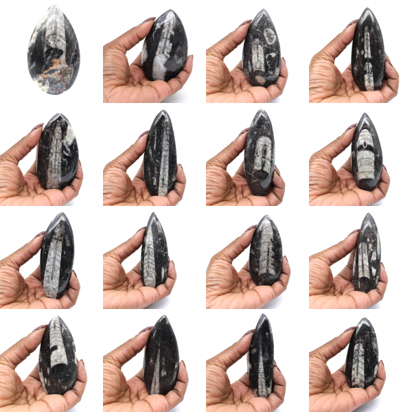 Fossile di Orthoceras dal Marocco