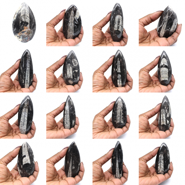 Fossile di Orthoceras dal Marocco