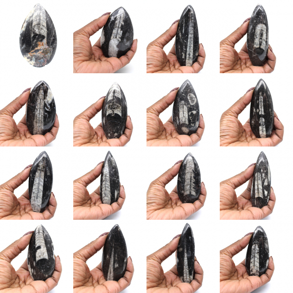 Fossile di Orthoceras dal Marocco
