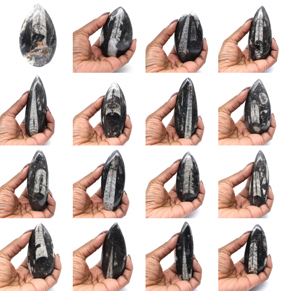 Fossile di Orthoceras dal Marocco