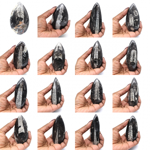 Fossile di Orthoceras dal Marocco