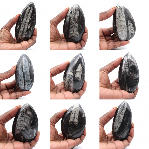 Orthoceras marocchine