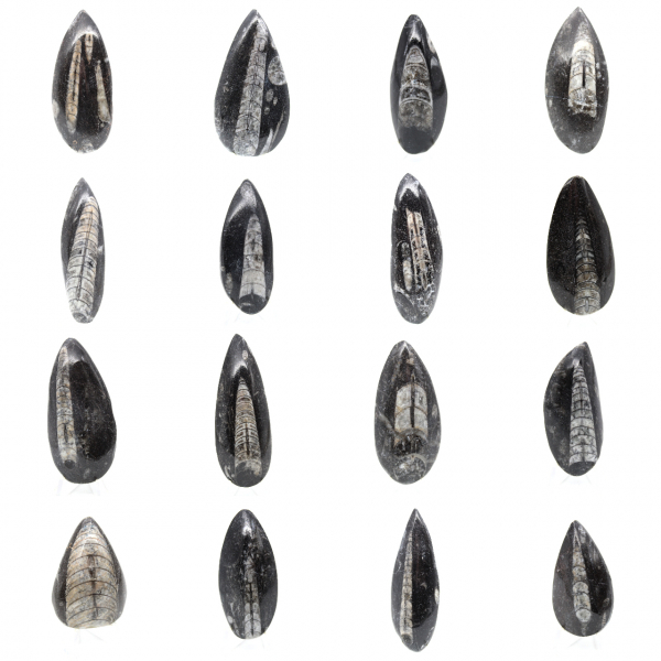 Orthoceras fossile dal Marocco
