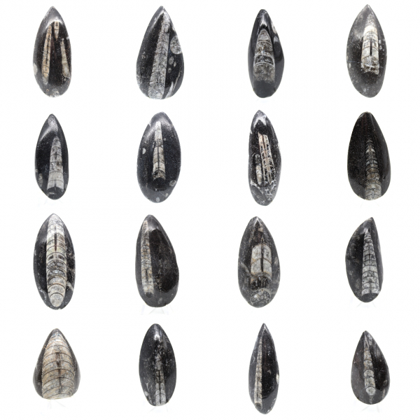 Orthoceras fossile dal Marocco