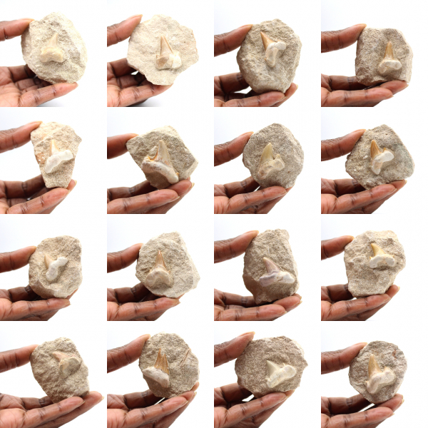 Dente fossile di Otodus